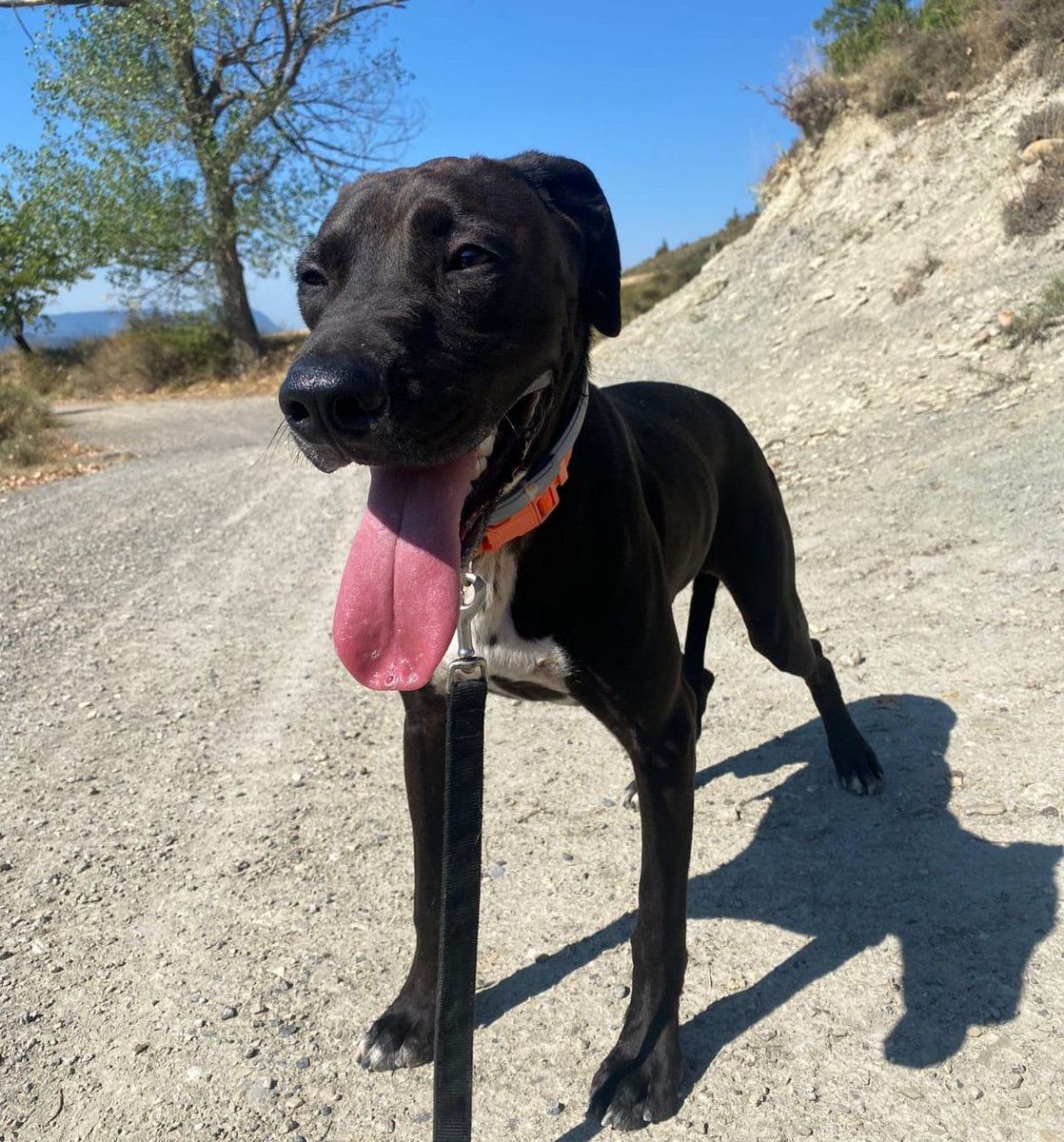 xsalmeron's tweet image. 🐶 GOS EN ADOPCIÓ!
Es diu Negri i és del meu tiet, que ja no es pot fer càrrec perquè està malalt i ningú de la família se'l pot quedar. Ara mateix està a la Protectora de #Jaca (Aragó). M'ajudeu a fer RT? 🙏
➡️ protectora-jaca.org/perro-en-adopc…