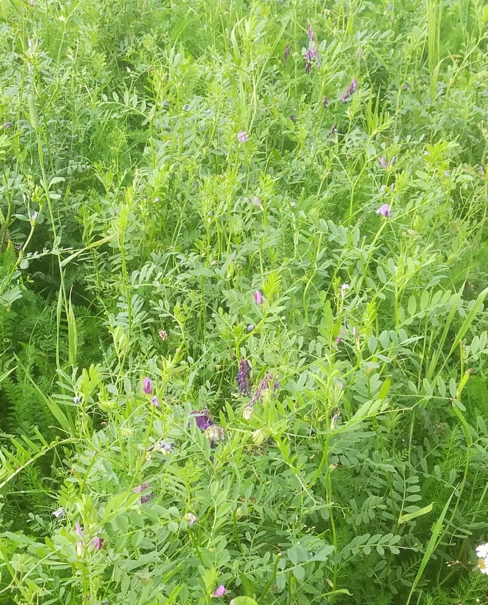 AlisonKarley's tweet image. I can't decide whether vetch or crimson clover is my favourite @SEAMixtureS forage component 😍. Lovely day at @ColdrochieEG sampling in the sunshine
