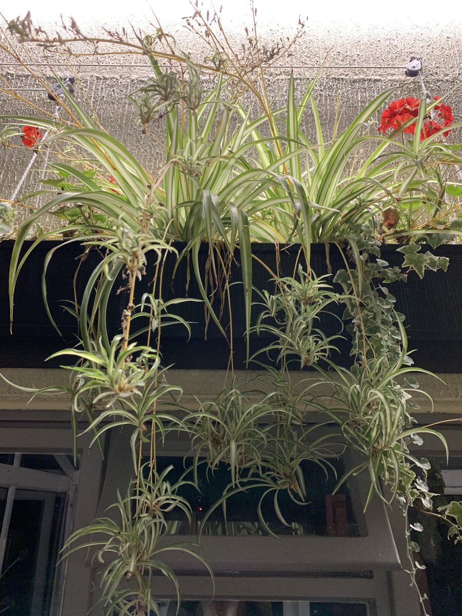 #HouseplantHour It has to stop - the great spider plant take over.