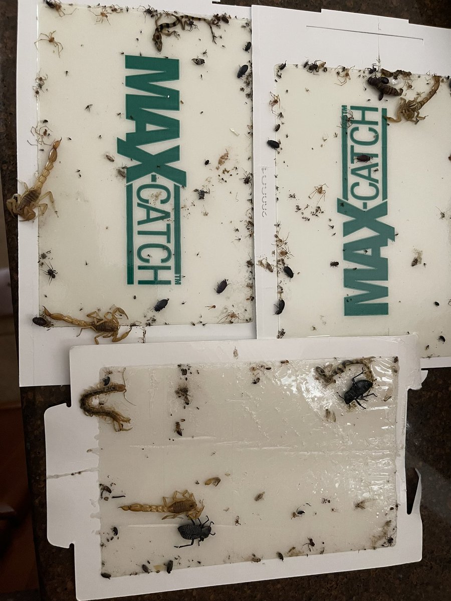 AZHomeChecks's tweet photo. #homewatch #homecheck #snowbirds #propertywatch #bugs #arizona We lay down sticky bug traps at all points of entry as one of the procedures that we do at your home..Can you imagine what your home would look like if your current home watch company or neighbor didn’t do this?? https://t.co/IwMRsAUeAh