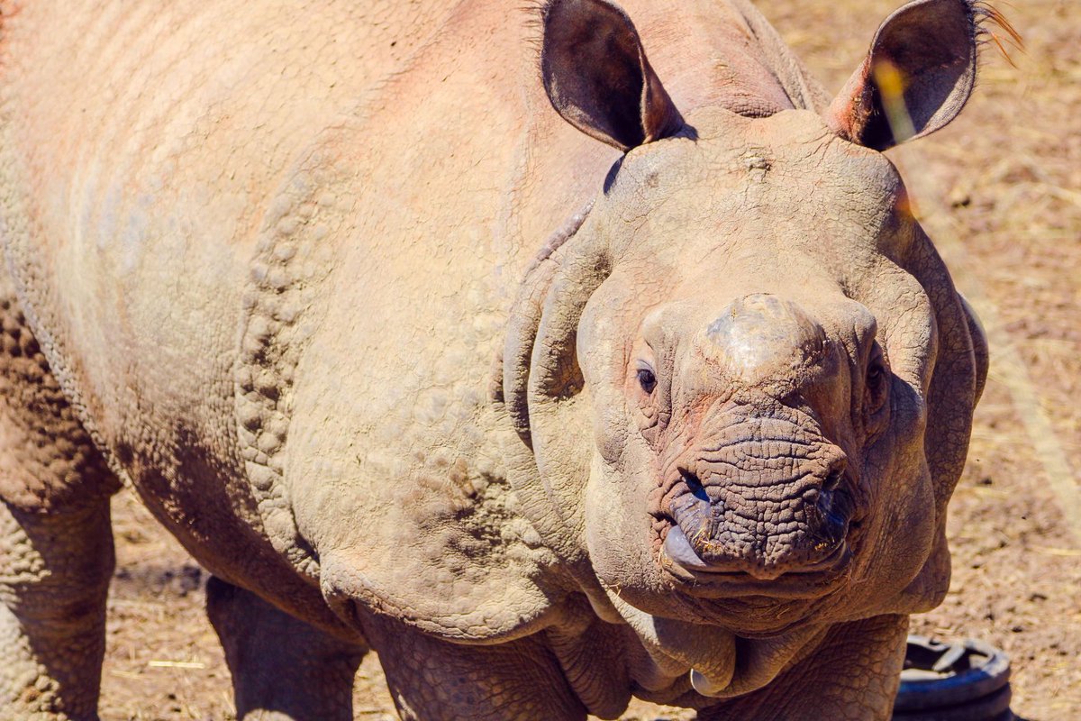 Normal business operations have resumed after Jontu, our adult male Indian rhino, was out of his enclosure in a behind-the-scenes area at about 1 p.m. today. Full statement: fb.watch/7TvwGhasdE/