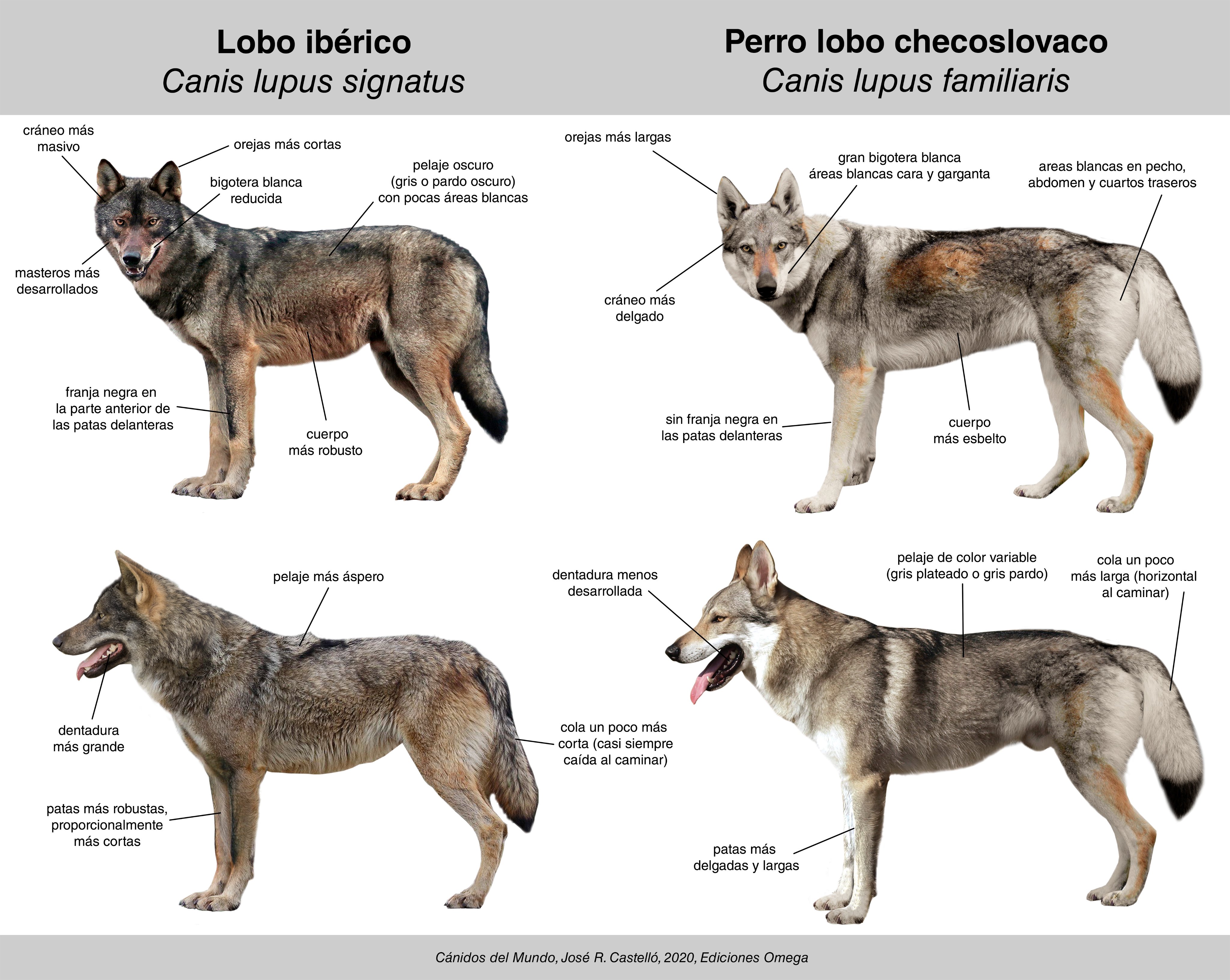 Relajante Error Teoría establecida Dr. Jose R. Castello on Twitter: "¿Cómo diferenciar un lobo ibérico (Canis  lupus signatus) de un perro lobo checoslovaco (C. l. familiaris), una raza  de perro doméstico? Es otra de las preguntas