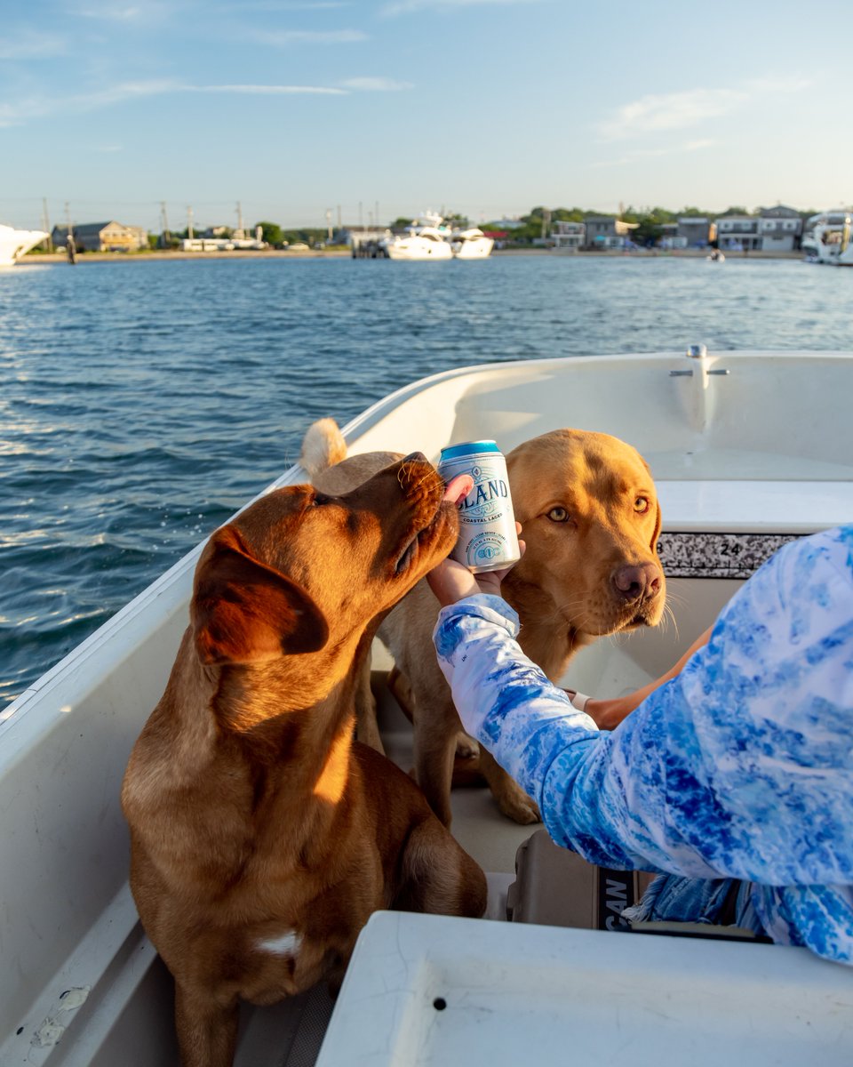 islandbrandsusa's tweet photo. Loved by all 🐶 

@islandcoastallager
#islandlocals #localsonly #islandbrands https://t.co/LZR3tcrkN1