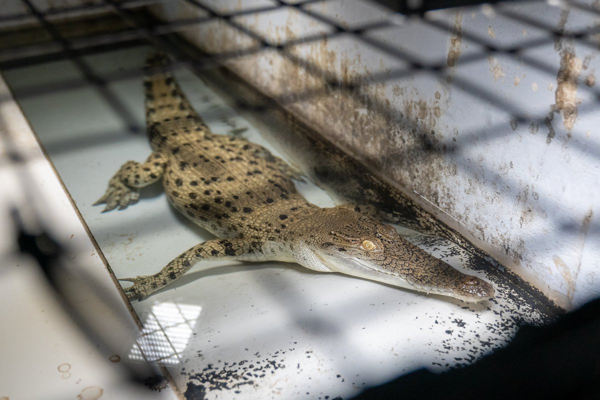 #SHOCKING exposé of Hermès' crocodile farms aired by @Channel10AU’s @theprojecttv & as part of @kindnessprojorg, reveals immense animal suffering for exotic leather handbags, shoes & other fashion items. Hermès must #DropCroc 
four-paws.us/campaigns-topi…
 © Farm Transparency Project