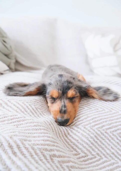 spotted dachshund puppy. grey and brown. lying flat on a couch with his ears out wide