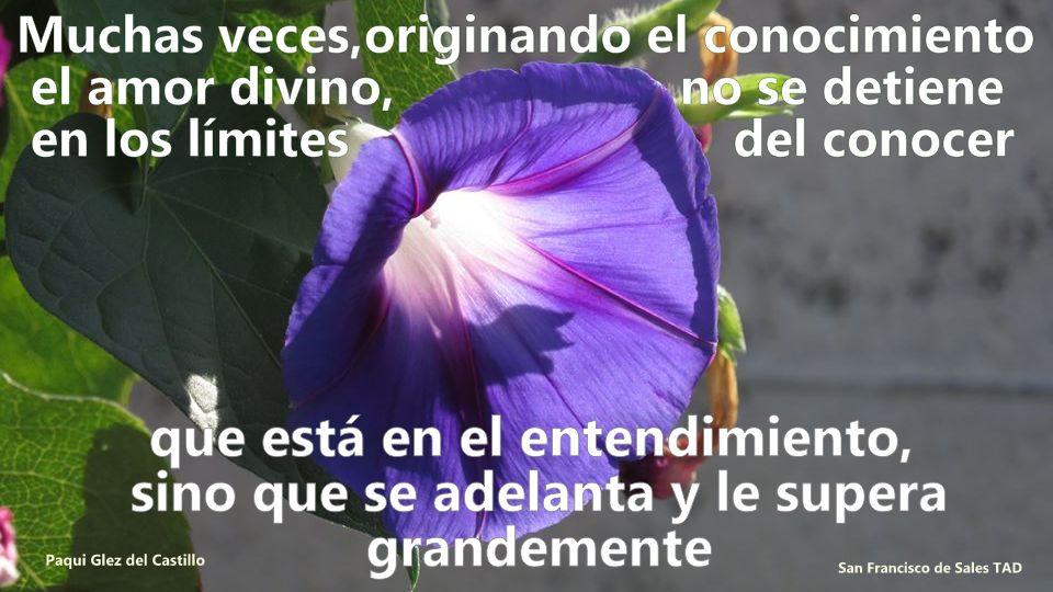 FrasesFranSales's tweet photo. Muchas veces, originando el conocimiento el amor divino,
no se detiene en los límites del conocer,
que está en el entendimiento,
sino que se adelanta y le supera grandemente

+ San Francisco de Sales TAD #sanFranciscodeSales

F: Paqui Glez del Castillo
#conoceryAmar #amaryConocer https://t.co/ZBKCntsK0m
