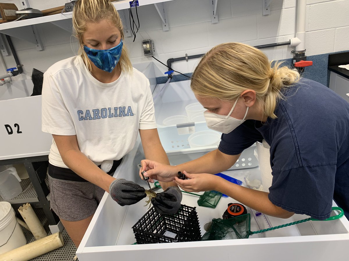 Janet Nye (@drjanetnye) on Twitter photo Nail polish and buckets. Possibly the two most useful pieces of equipment in the Nye lab. These crabs are getting their carapaces painted, just in time for winter <a href="/UNCims/">UNC IMS</a> <a href="/UNC_EMES/">UNC Dept of Earth, Marine & Environmental Sciences</a> <a href="/sallycdowd/">Sally Dowd</a> @camrynblawas Nail polish and buckets. Possibly the two most useful pieces of equipment in the Nye lab. These crabs are getting their carapaces painted, just in time for winter <a href="/UNCims/">UNC IMS</a> <a href="/UNC_EMES/">UNC Dept of Earth, Marine & Environmental Sciences</a> <a href="/sallycdowd/">Sally Dowd</a> @camrynblawas