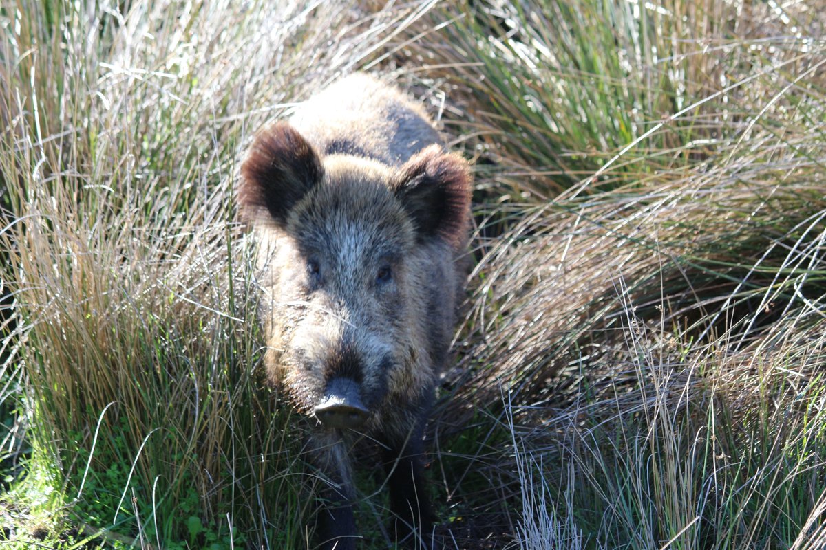 Wildboar from portugal...
