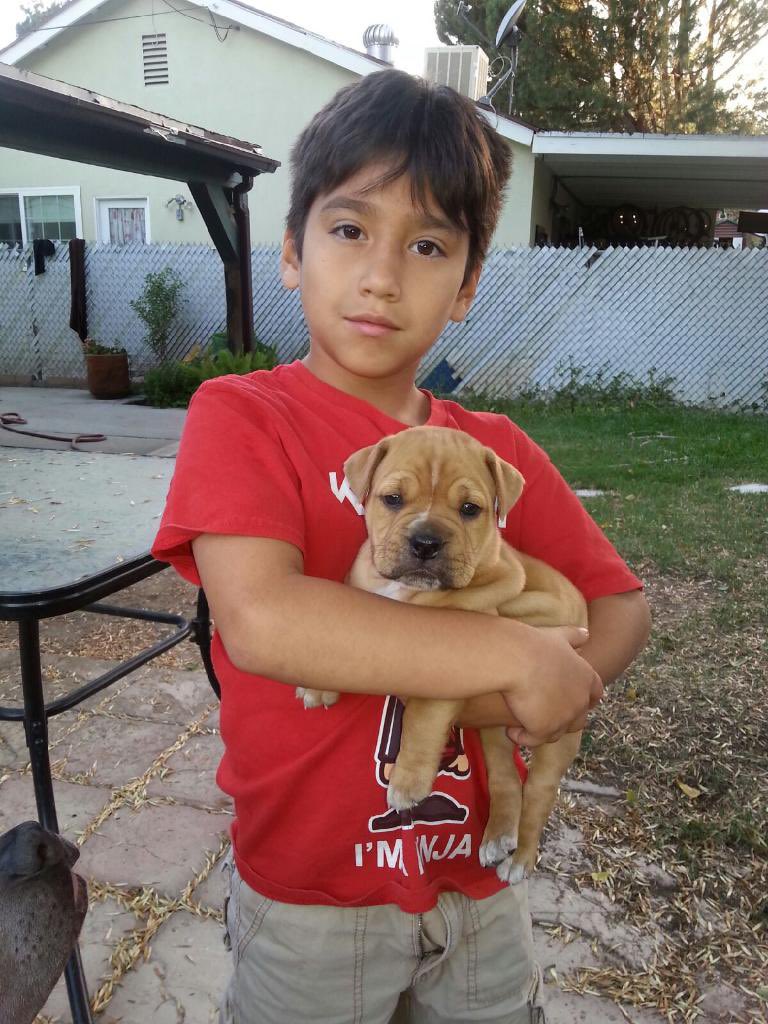 IHOLDETH's tweet photo. @Silly_Shibas A picture of my little brother holding my little baby 🥺 https://t.co/27utfS9vdG