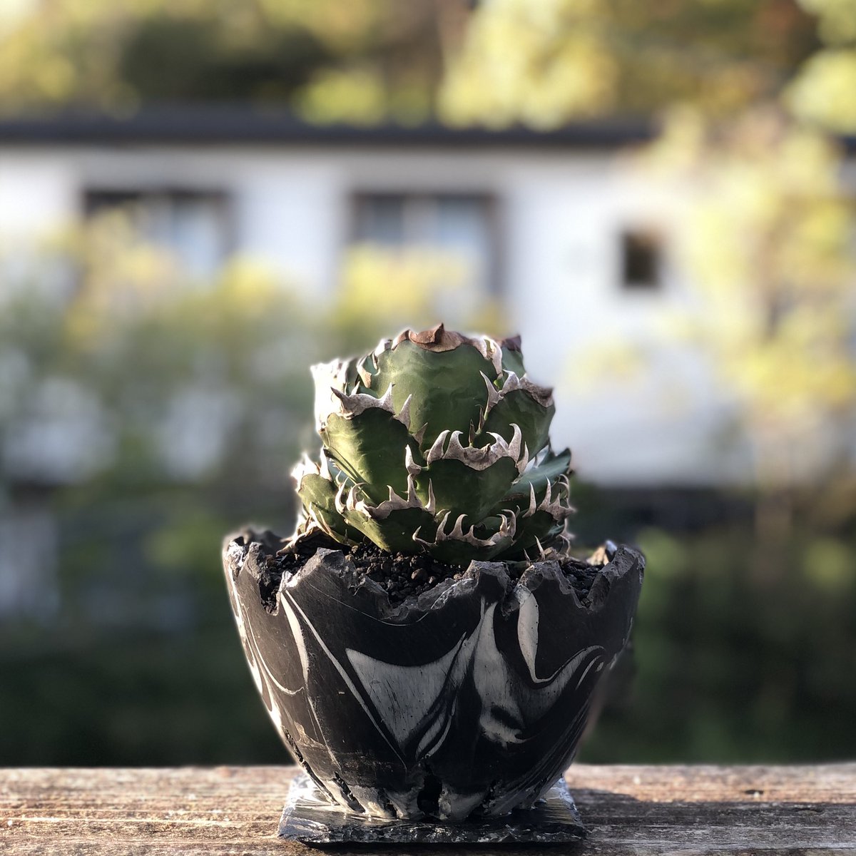 FIVE ELEMENTS PLANTS ANCIENT EGGS POTS 鉢 FIVE ELEMENTS PLANTS ANCIENT EGGS POTS 鉢