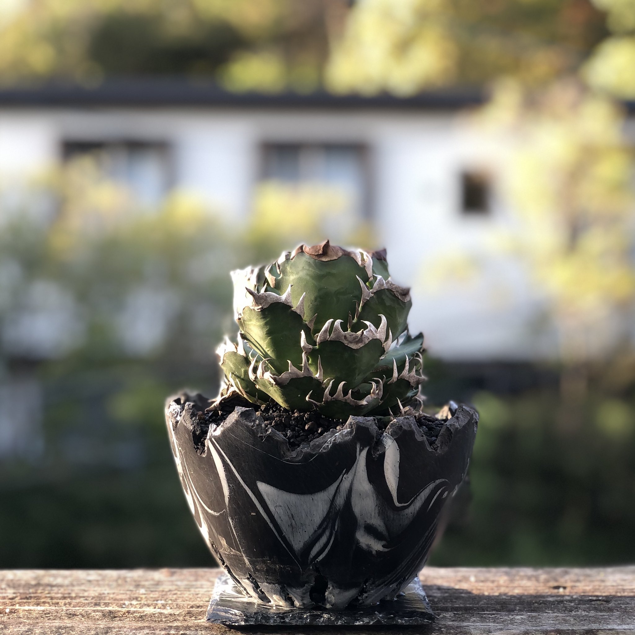 dragon eggs pot 植木鉢 Chinese Dragon Egg Pot Jardiniere Planter 18