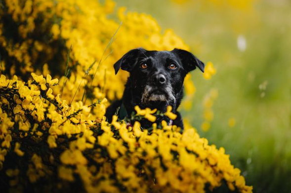 FirstMatePet's tweet photo. Tova's eyes match the flowers 😍
Be sure to tag us in your pet photos for a chance to be featured on our feed!
.
.
.
📸: tova.the.mutt | #MyFirstMate https://t.co/CrUHNGrGuX