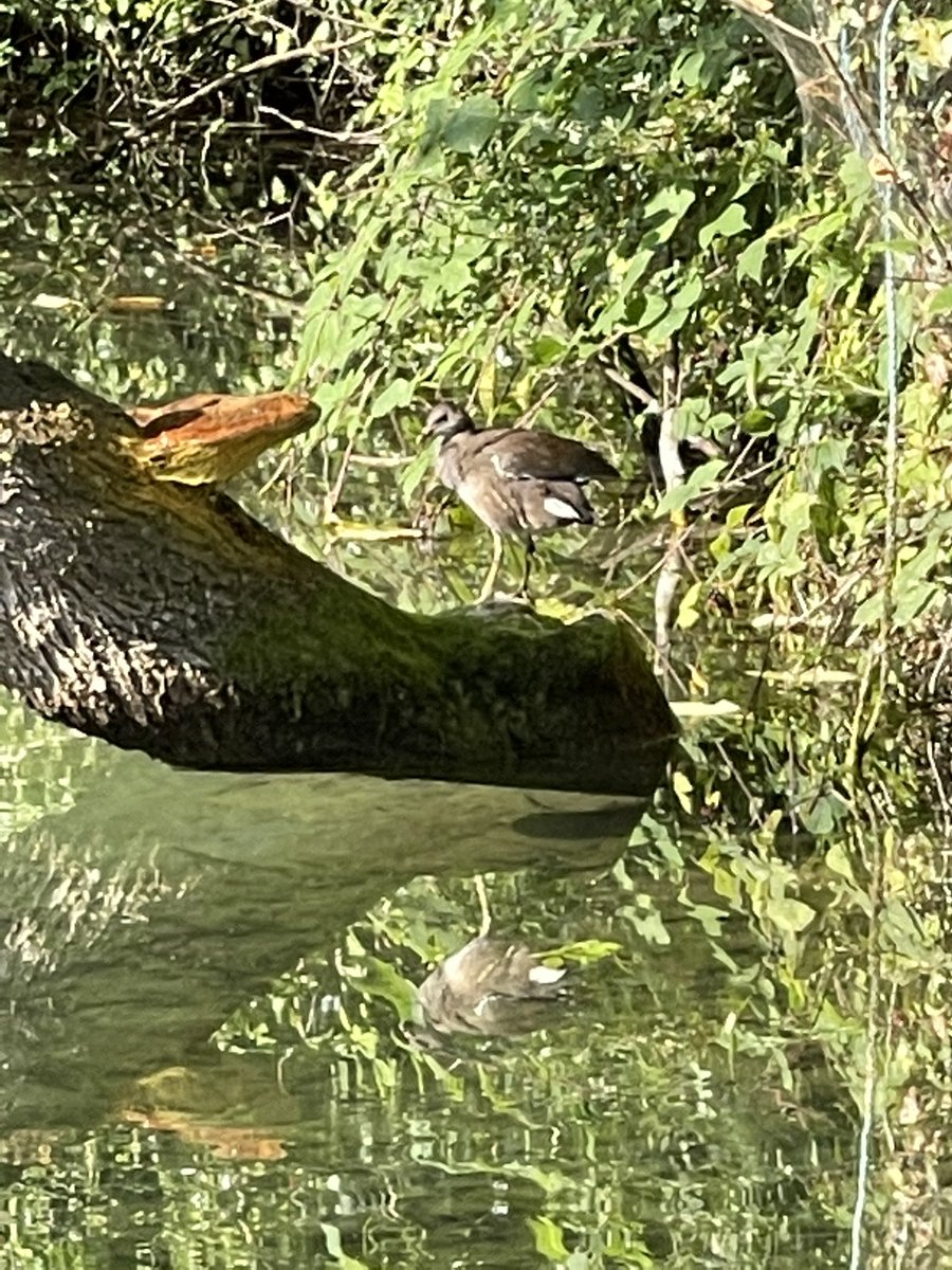 Solihull Rural PCN tweet media