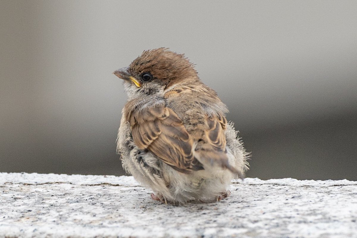 後ろから見ても子雀さんは可愛い！！
小さくても頑張って生きてる！！
#スズメ #すずめ #スズメ観測 #ちゅん活 #sparrow #鳥 #野鳥 #野鳥撮影 #野鳥写真  #PENTAX https://t.co/8w9uf8bHnX
