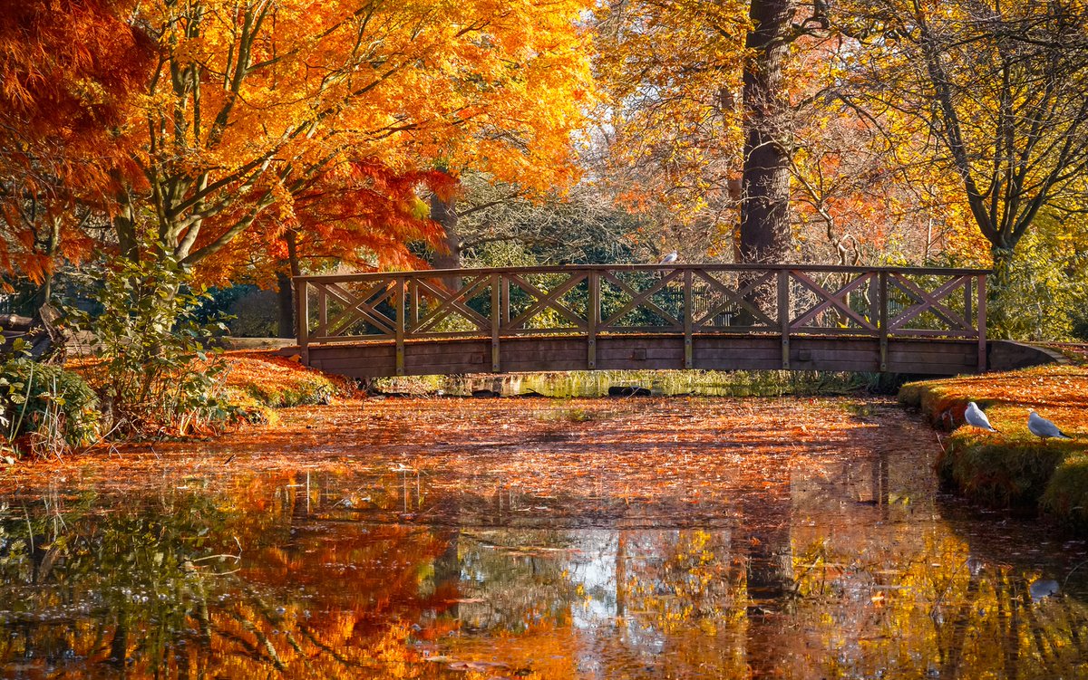 DKTaylorLane's tweet photo. Nine hands reached for swords when a loud crack reverberated through the colorful woods. 
The men shifted uneasily in the eerie silence that followed, flinching when a crow mocked them from on high. Slower now, they approached the isolated bridge. 
#1LineWed #VSS365 #Writing https://t.co/8rYbFYGt7J