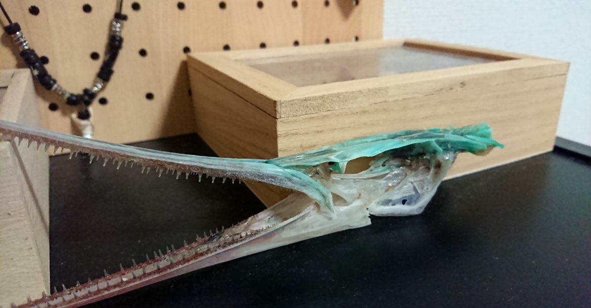 魚のダツの骨はこんなに真っ青 なんで Togetter