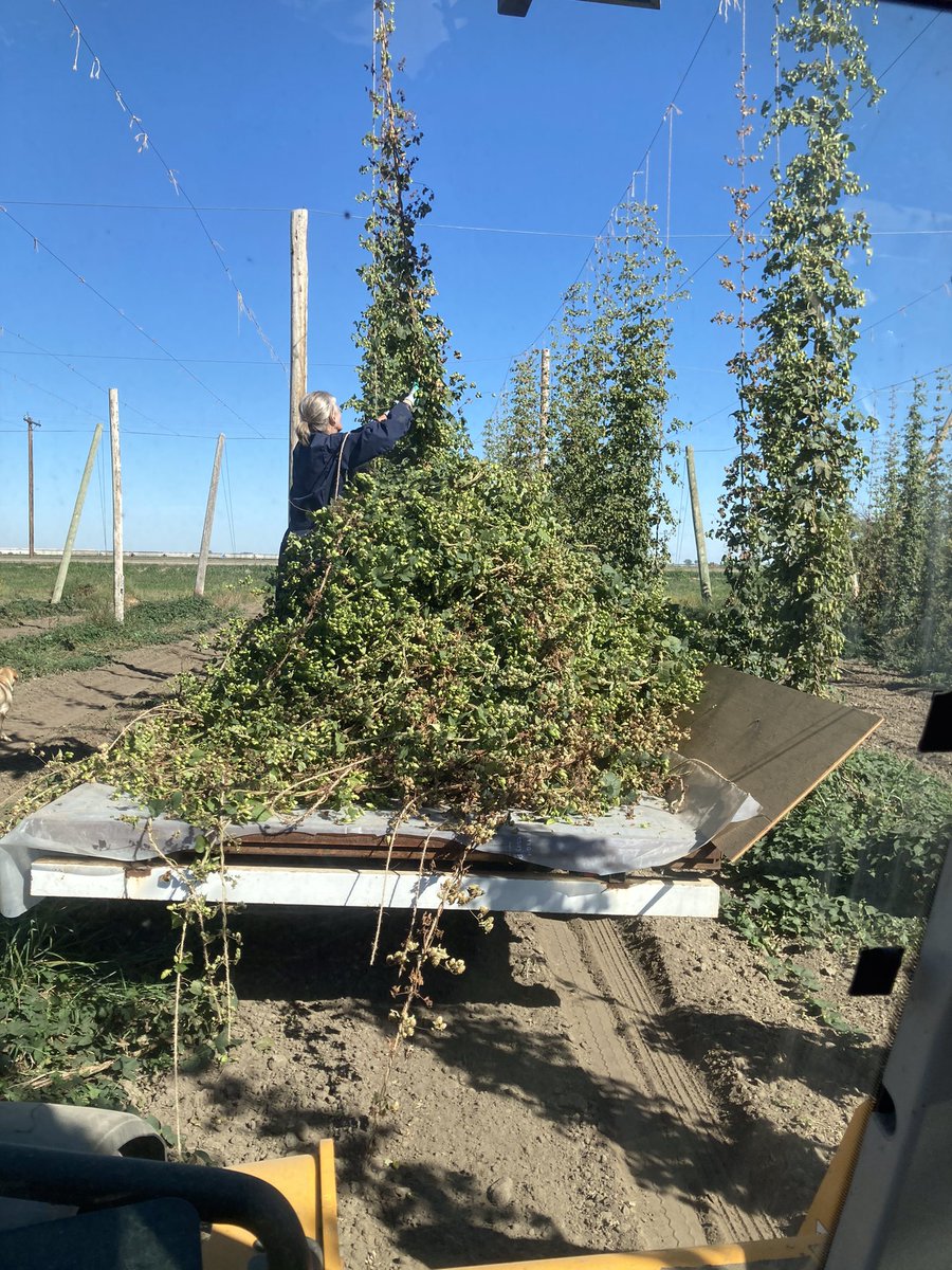 FlatlandHops's tweet photo. Fresh Cascades heading to @BoilingOarBeer hoping the results will be available at the harvest celebration https://t.co/krN9tTgmtD