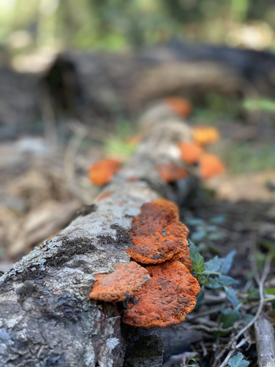 AllisonFoat's tweet photo. Taking a hike in the indigenous forest of Grootvadersbosch Nature Reserve, close to Heidelberg in the Hessequa. Dappled light, birds, streams, ferns & fungi. Nature π π³ π± #explorersgardenroute
πhttps://t.co/VKhJH7VcQJ https://t.co/iZhnj3Ym4l