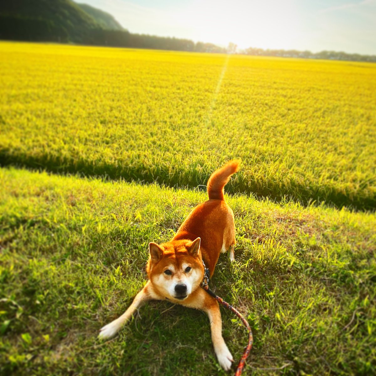 ha7sato's tweet photo. 昨日のお散歩

#散歩 #お散歩 #犬 #犬散歩 #夕暮れ #夕暮れ時 #芝犬 #dog #dogstagram #dogoftheday #walk #dogwalking https://t.co/JhOOxEpU95