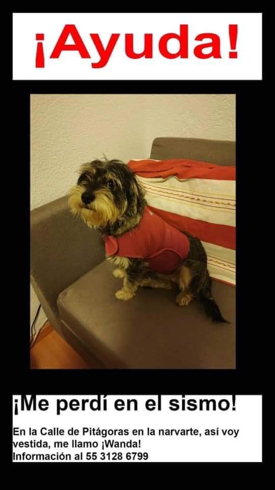 elgmx's tweet photo. ⚠️ SE BUSCA ⚠️ Perrito se perdió en el sismo, en la Ciudad de México https://t.co/oJ4h9ncfSq