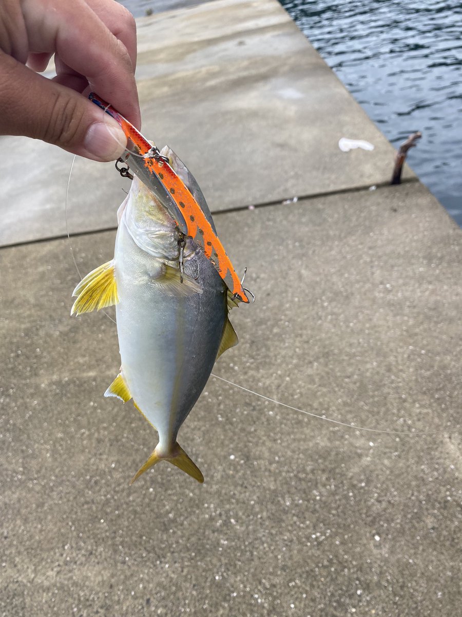 Im_Angler's tweet photo. 今日はネリゴに会うことが出来ました🤣
小さいながらもパワフル💪🏻
大小７匹ぐらい釣れて満足しました😊
ありがとう🤗

#ライトショアジギング
#PALMSfishing https://t.co/yTeOi2AMC2