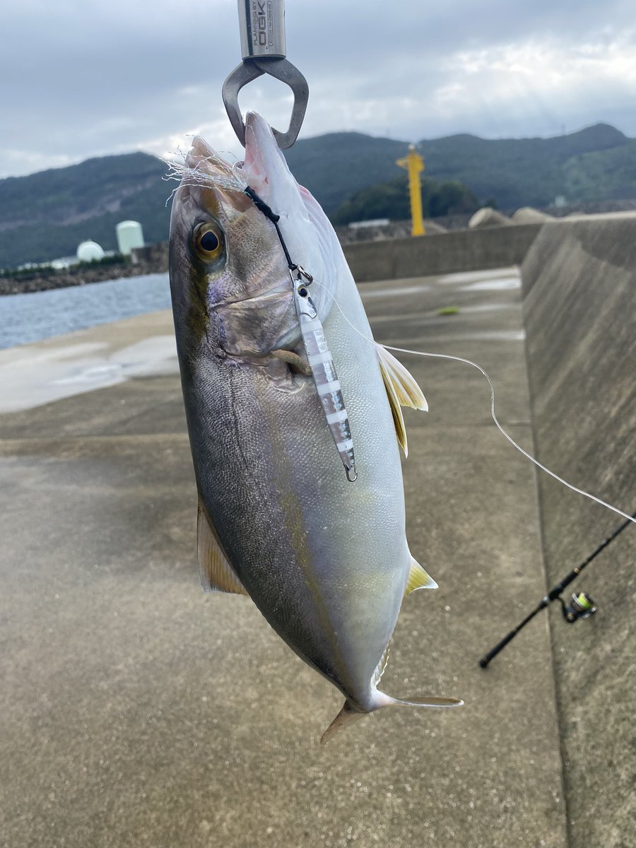 Im_Angler's tweet photo. 今日はネリゴに会うことが出来ました🤣
小さいながらもパワフル💪🏻
大小７匹ぐらい釣れて満足しました😊
ありがとう🤗

#ライトショアジギング
#PALMSfishing https://t.co/yTeOi2AMC2