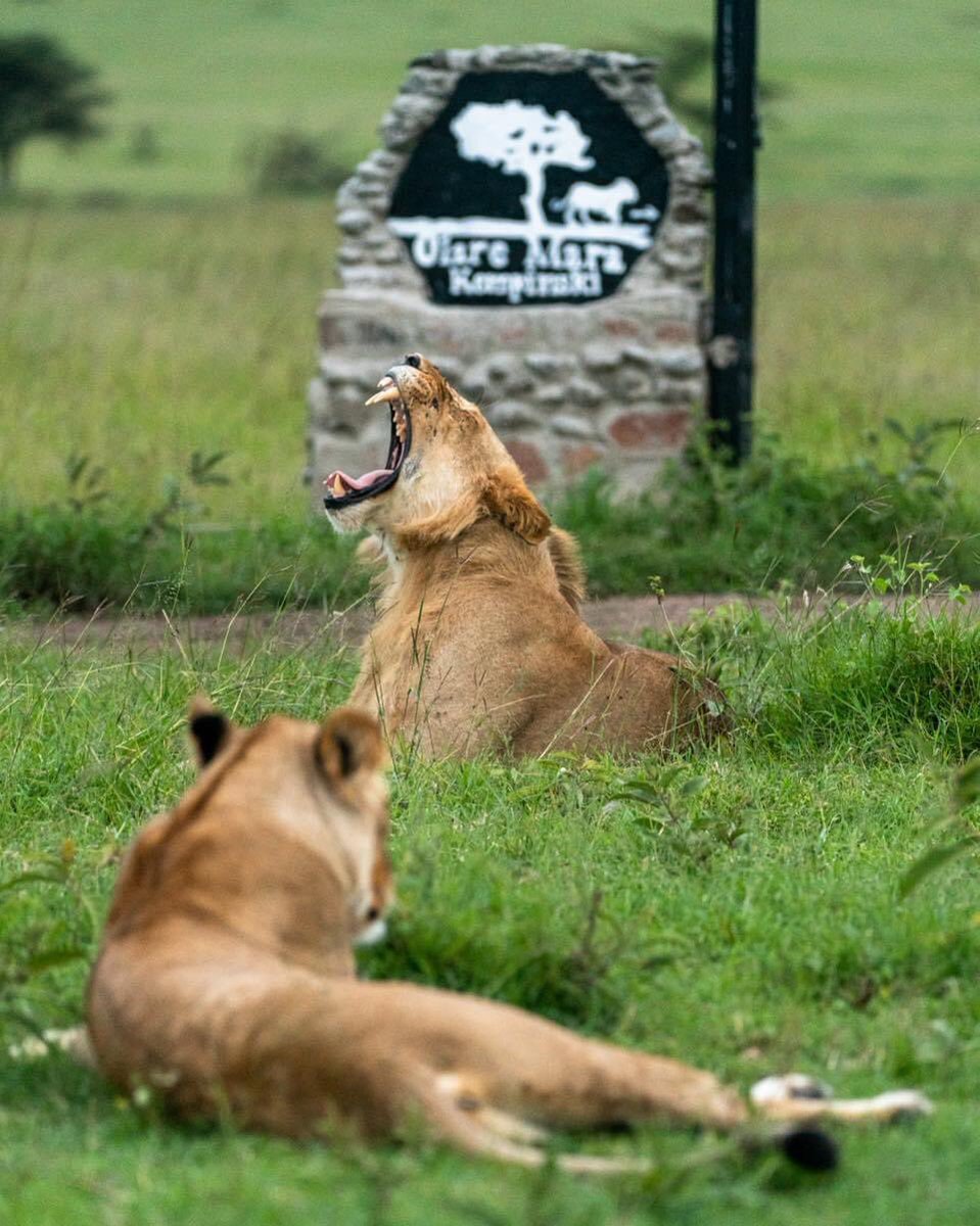 With great might & power, the queen of the jungle wishes you a very good morning!

#olaremarakempinski #olaremotorogiconservancy #kempinskisafari #wildlifephotography #olaremaramagic #glamping #luxurycamp #luxurytents