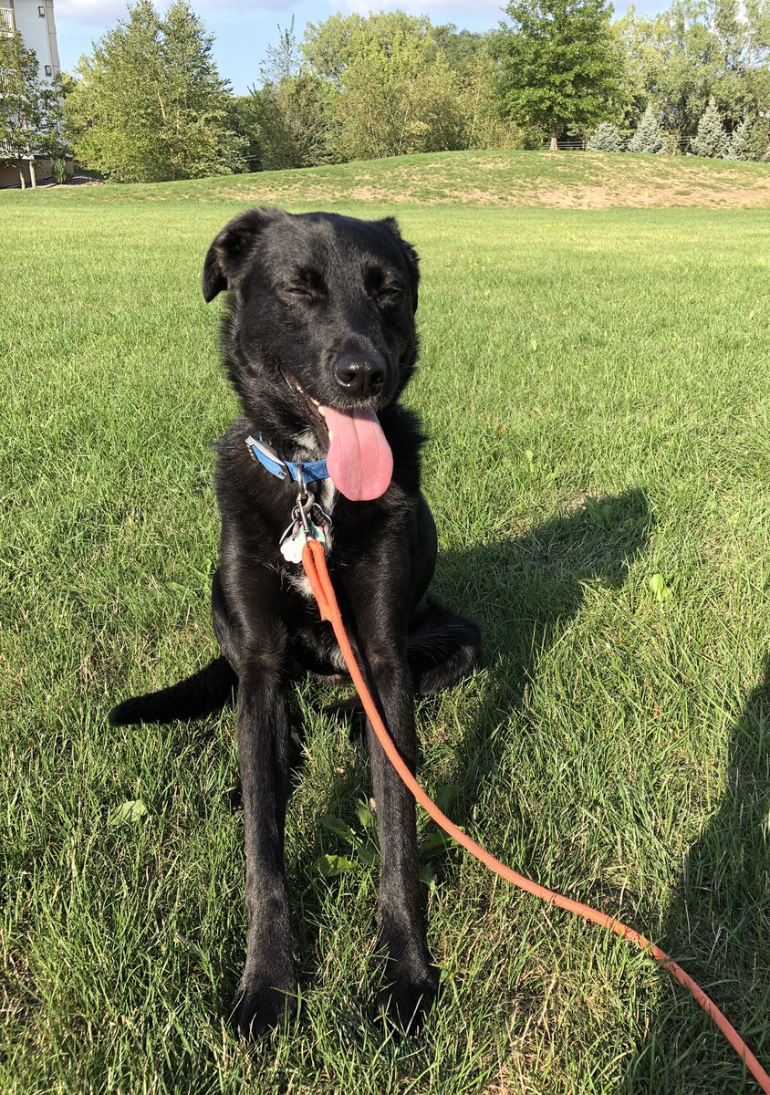 Good boy appreciation tweet.