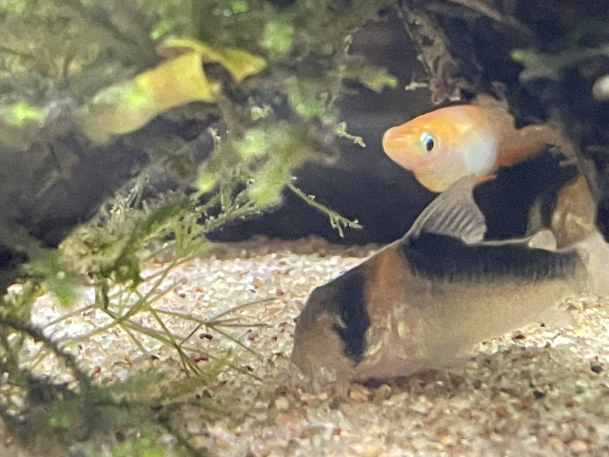 ともくん ペンギン好きの写真垢 水曜企画 水槽どうでしょう21 011 我が家の水槽記録 ここ数週間 油が水面に目立つようになった 調べるといろいろ原因はあるようだけど 毎日少しづつ水面の水をすくうのが日課になってきてる 水曜