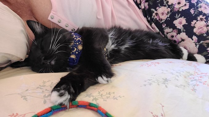 Napping with Joey. He's such a cuddle bug! https://t.co/77G4AbNh68<a href="/tag/gilfed"class="tags"><span>#gilfed</span></a>