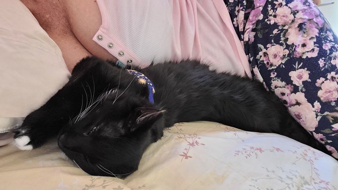 Napping with Joey. He's such a cuddle bug! https://t.co/77G4AbNh68<a href="/tag/gilfed"class="tags"><span>#gilfed</span></a>