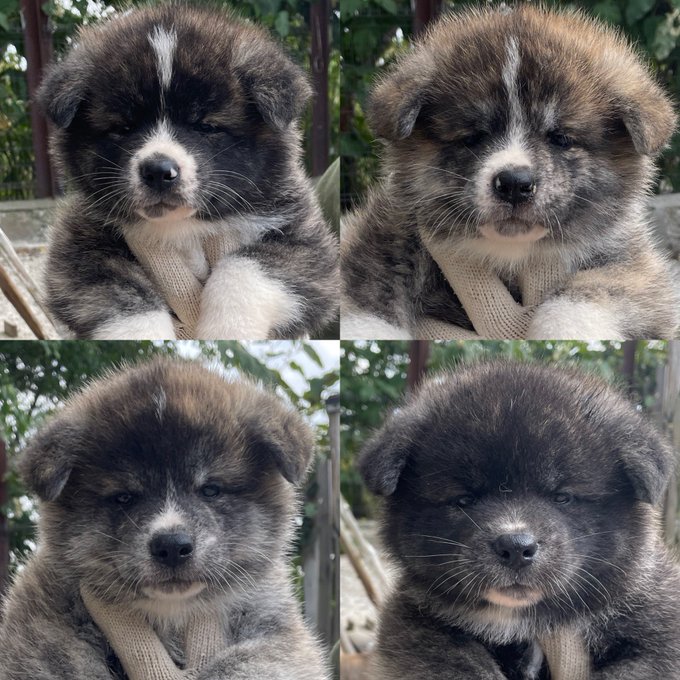 秋田犬子犬のtwitterイラスト検索結果