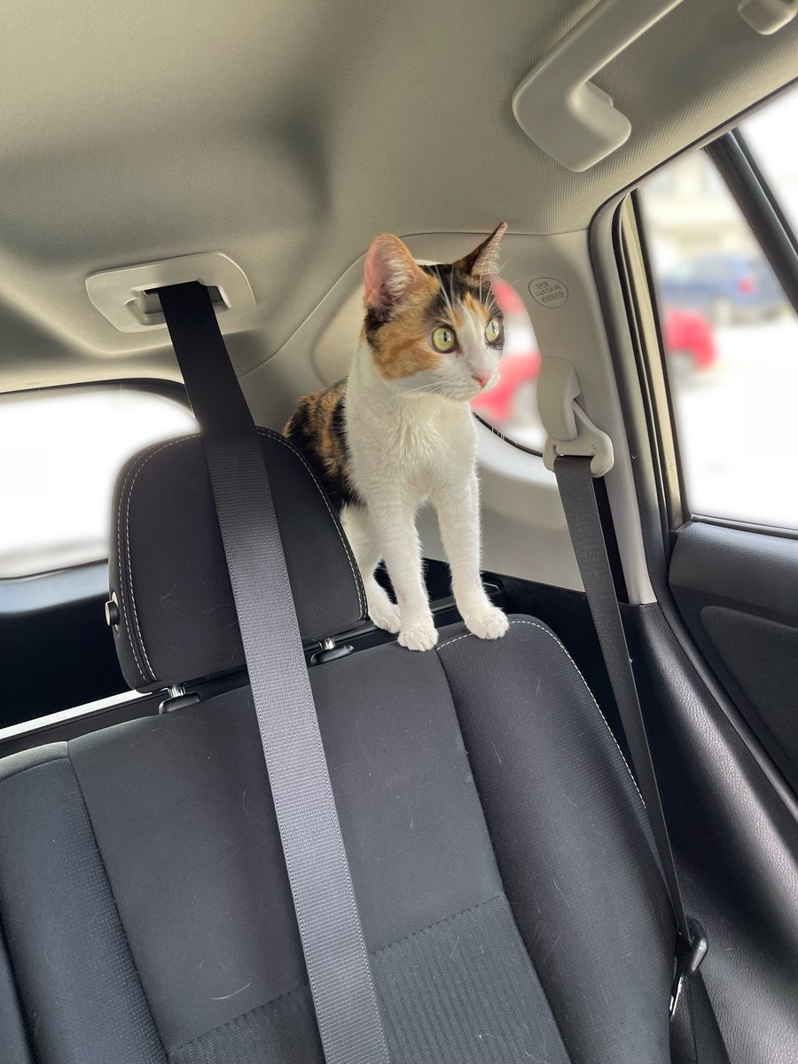 WinnieCat9's tweet image. Our brave little warrior graduated observation today&amp;amp; is now cured of FIP!! It’s amazing what Win has overcame. We still have to face her IBD, but she is no longer “terminal”. I’m so proud I’m crying while typing; a much needed win! #CalicoCrew #Cat #proudmamabear #CatsOfTwitter