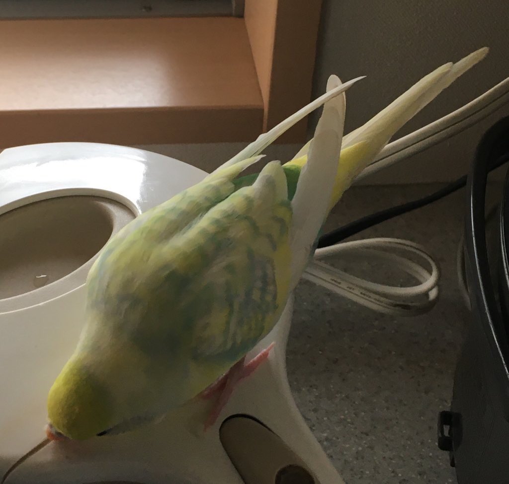 アース tweet media