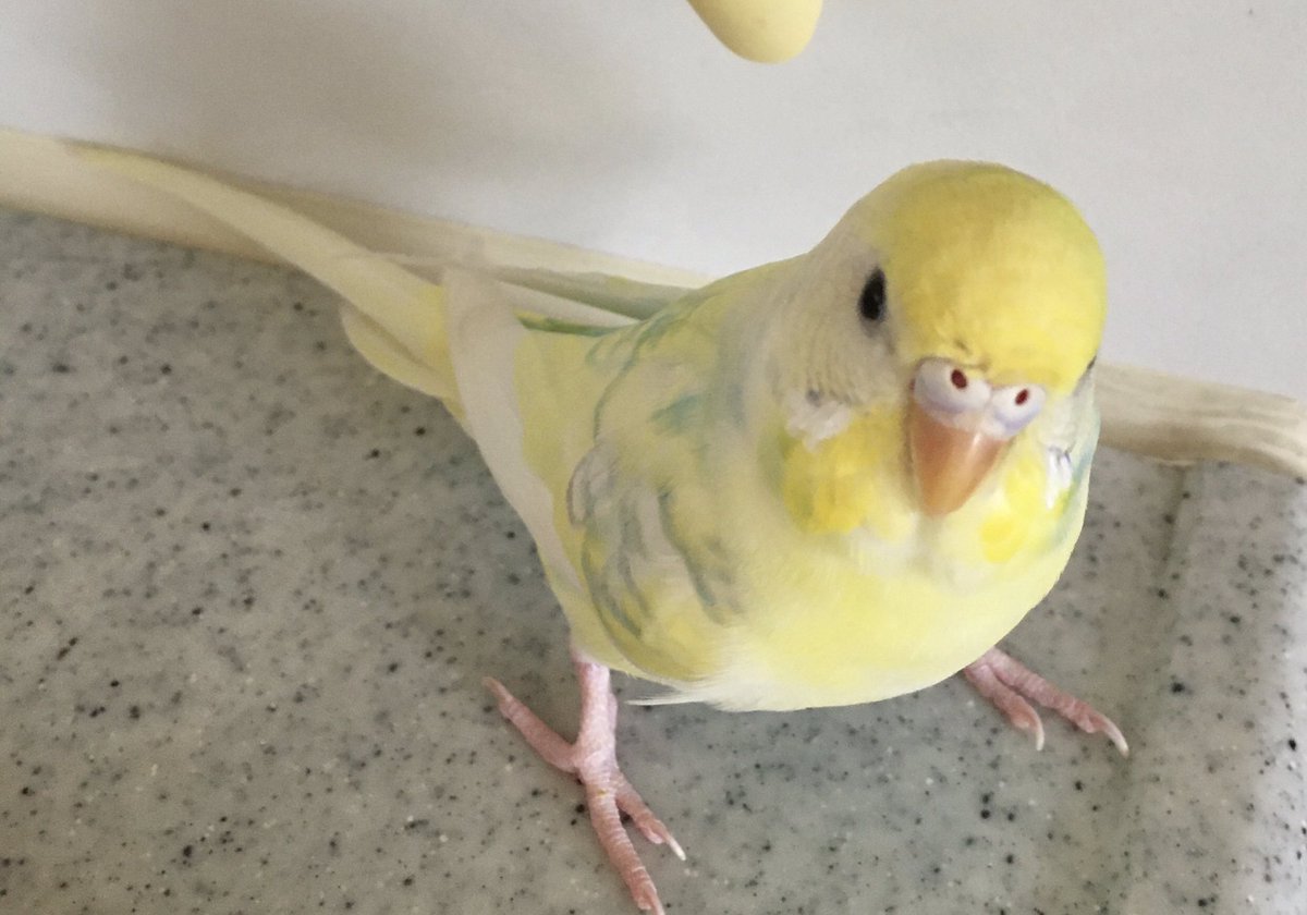 アース tweet media