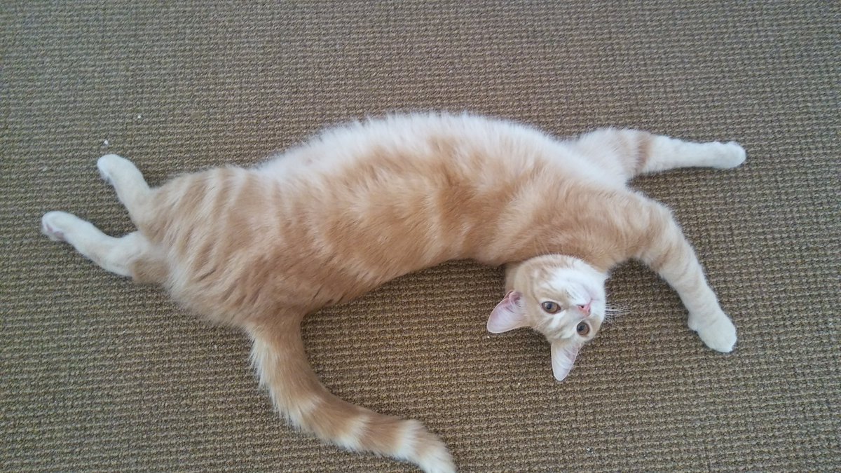 Maybe Nick and Jazpur are cousins! #Catdaddy