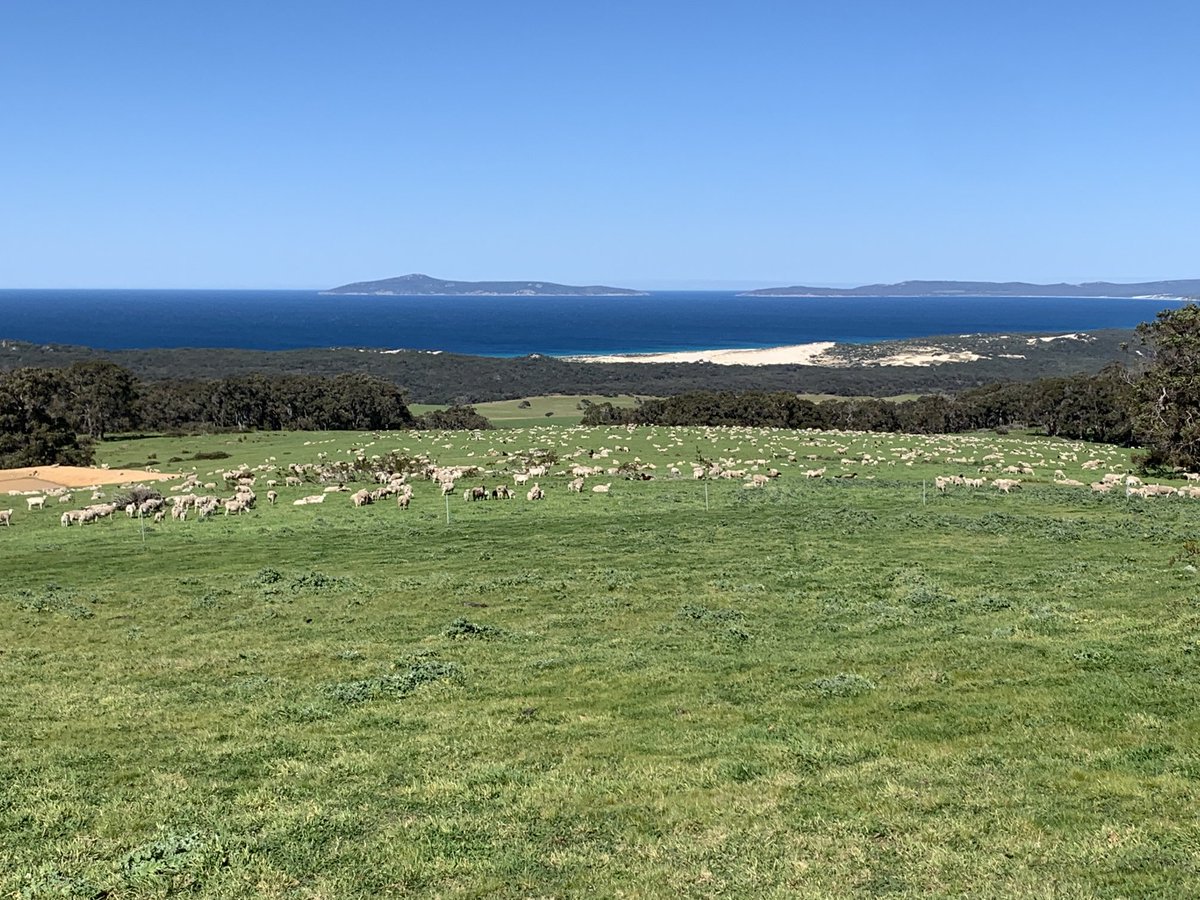 Bit of grazing pressure with a view