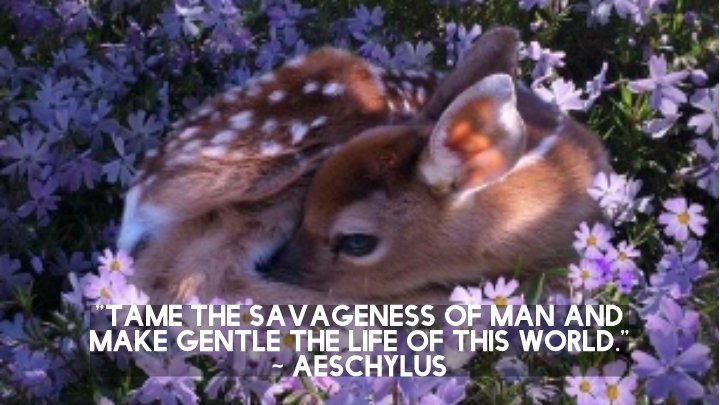 FoglePiper's tweet image. "Tame the savageness of man and make gentle the life of this world."
~ Aeschylus