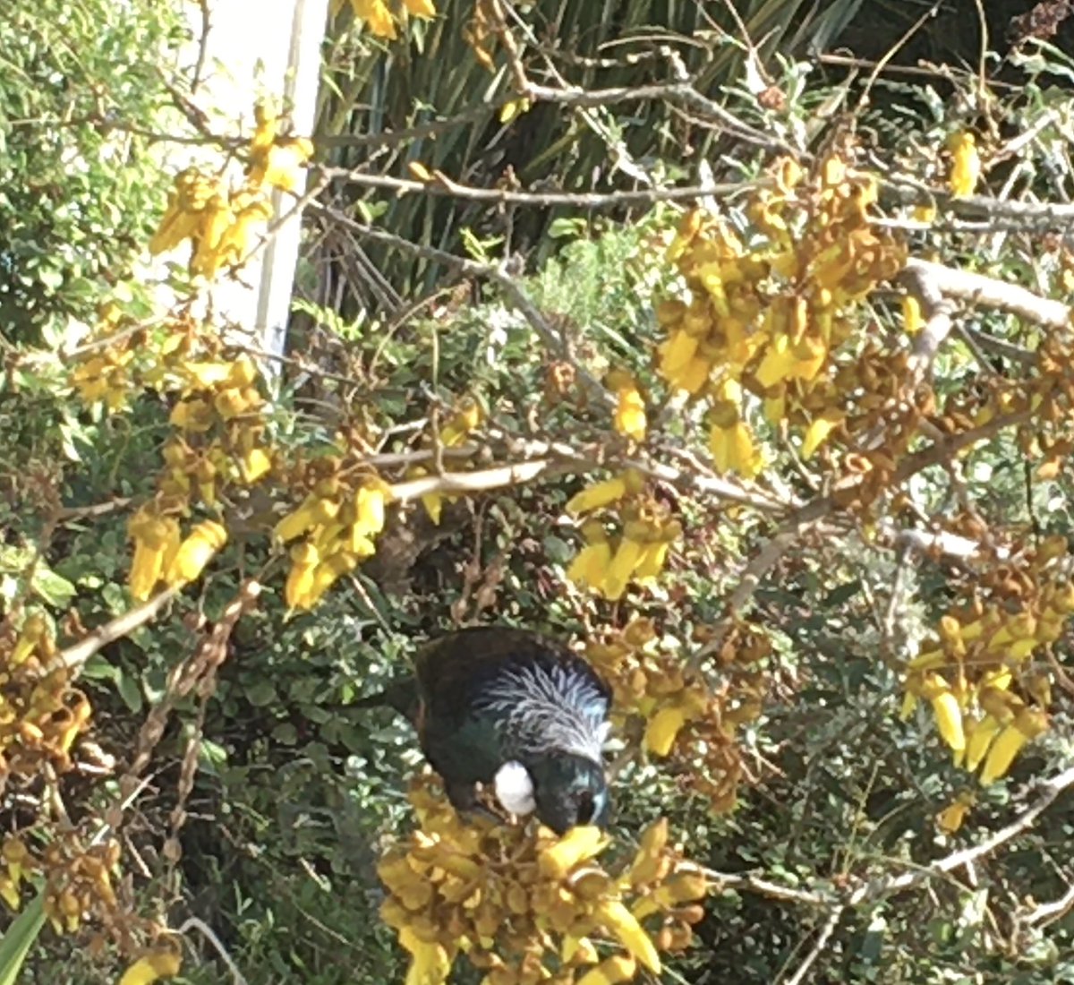 shiney_jay's tweet photo. My daily #Tui visitor getting squiffy on #Kowhai blooms. Not sure which I like more: the oily feathers or the #NotoriousRGB lace collar. https://t.co/q5QIoUiN1J