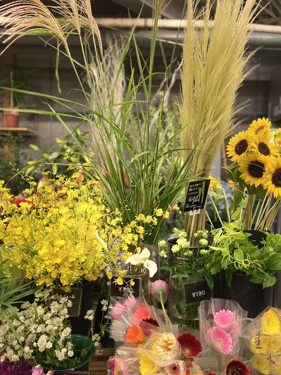 東伏見 Hana Toyo Hana Toyo Twitter