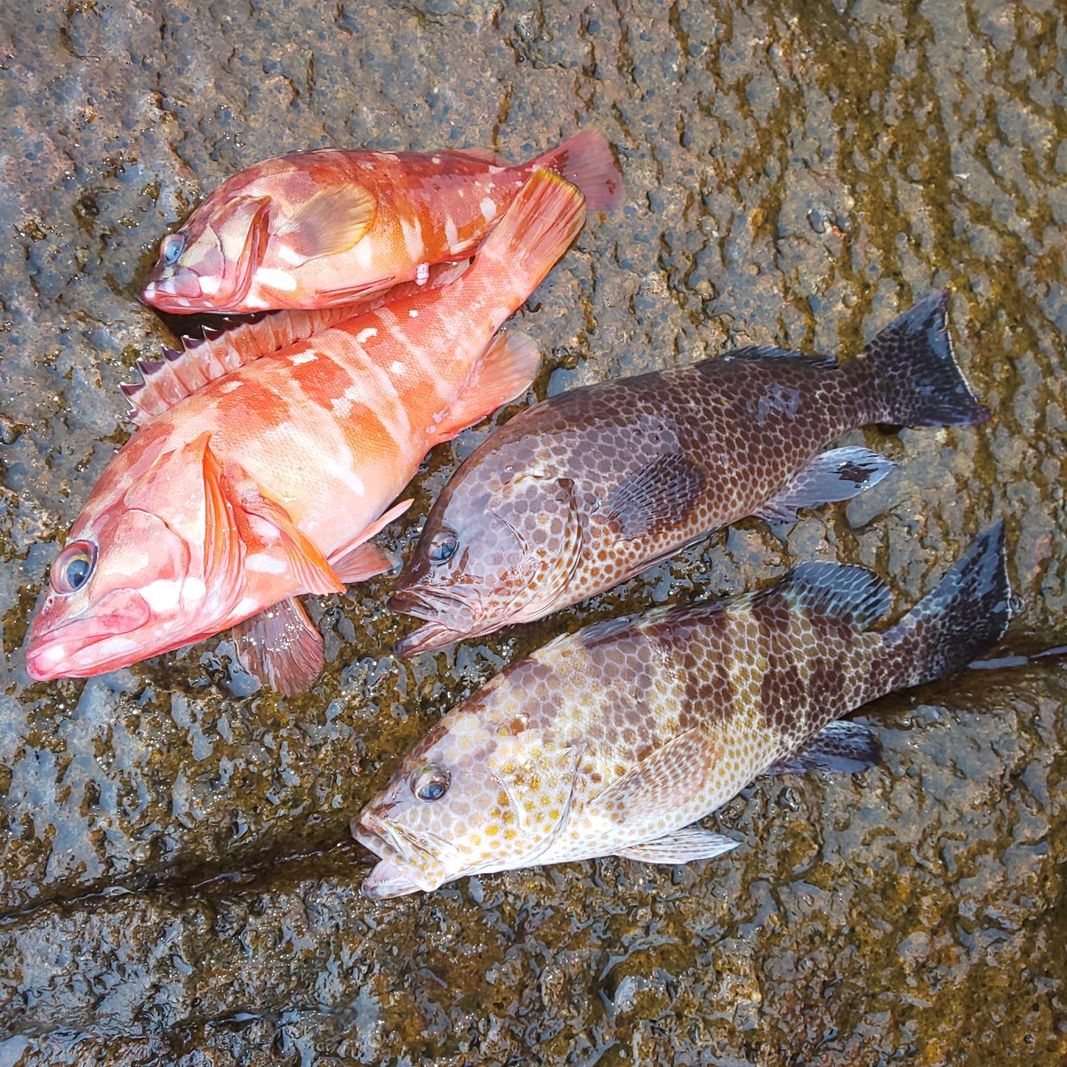 オオモンハタとアカハタに出会えた😁✨✨
やっぱり根魚は楽しいな🎣

#オオモンハタ #アカハタ #一誠 #海太郎 #キャラメルシャッド #ジャコバグ #根魚 #地磯 #ロックフィッシュ #グルーパー #ハタゲーム #rockfish #grouper #grouperfishing