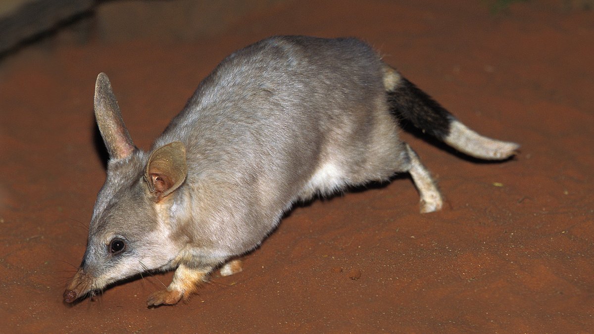 WIRESWildlife's tweet photo. Today is #NationalBilbyDay! To celebrate, here are some fun facts about this little marsupial you may not have known previously 😍

🐾 The Bilby's name comes from a word used by the Indigenous Yuwaalaraay people meaning "long-nosed rat." https://t.co/QjiO8GJ2Eu