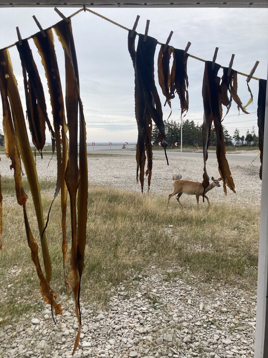 The wonders of Anticosti island: deers and kelp forests 🦌💚 #PhD #bluecarbon #kelp 📸Fanny Noisette