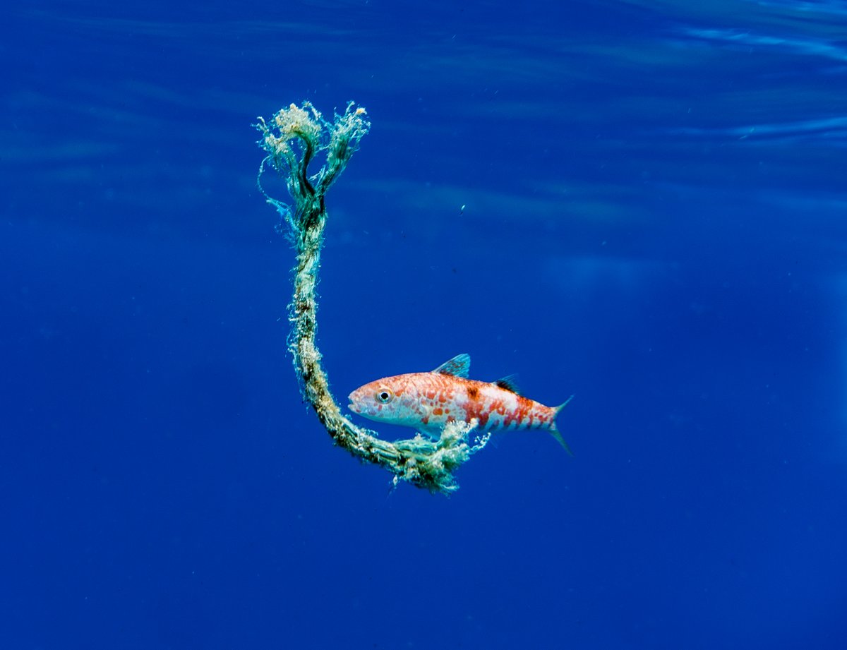 Center for Marine Debris Research tweet media