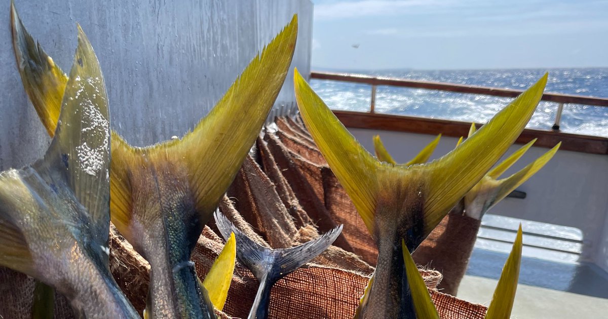 Davey's Locker tweet media