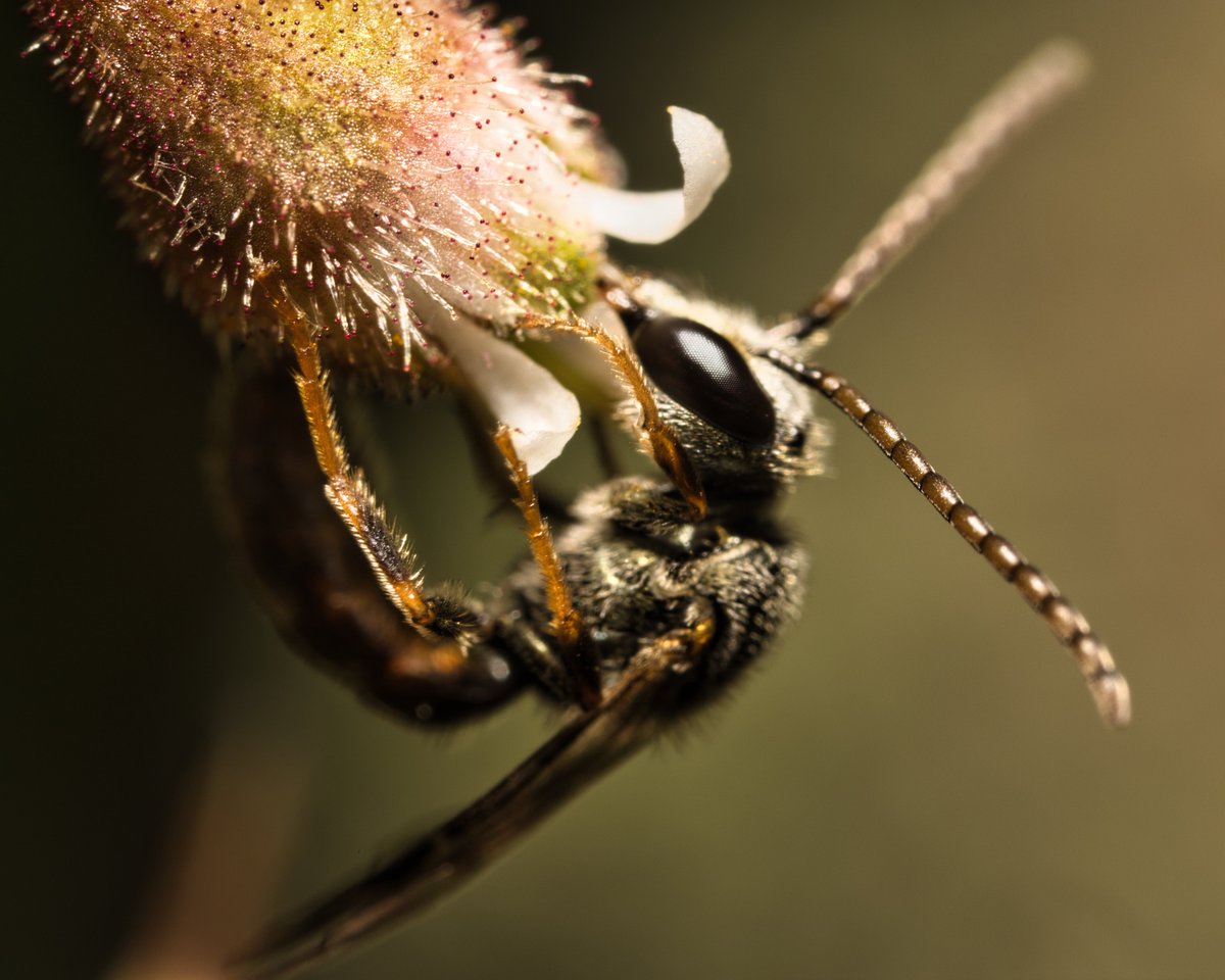 JohnReedPavan's tweet photo. What do people think about this shot? The focus is on the front edge of the flower making the bee's eye just barely out of focus, with it's body quite soft.
#tinybee #insects #macro #ultramacro #shotoncanon #venusoptics #luminarai #carlschurzpark #nycparks https://t.co/TFZ4wdOGrD