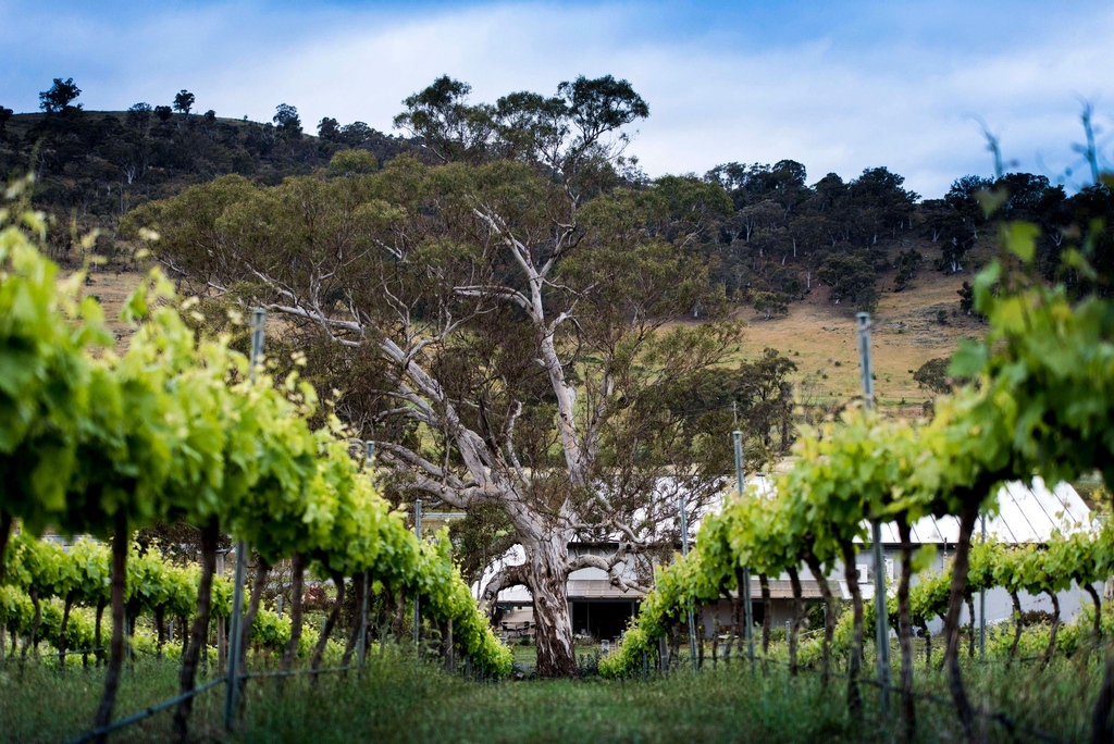 We've been talking to #mountmajuravineyards recently - they would love to see you at the cellar door once restrictions lift. In the mean time, check out their wine club and conduct a diy wine tasting on your patio and share your photos! #buylocal #supportingcanberrabusinesses