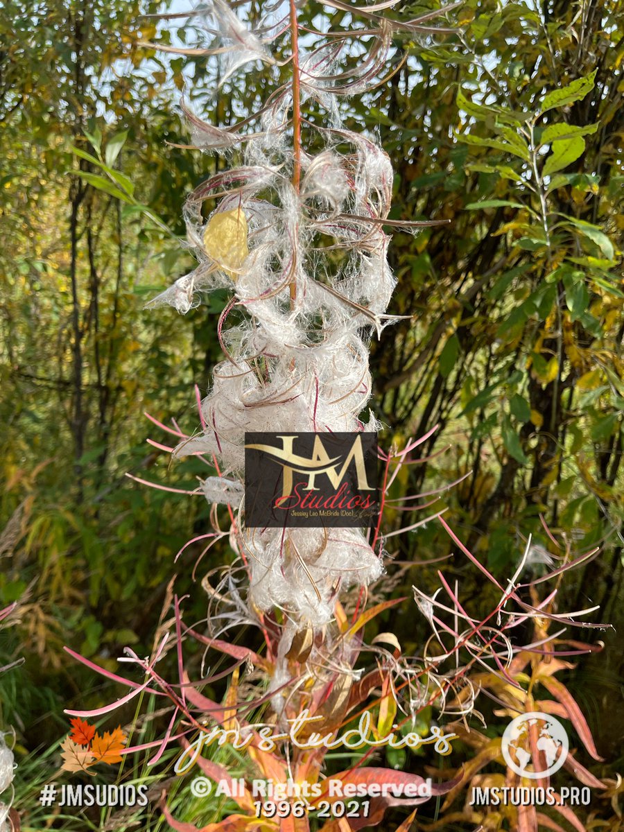 LeoJessiey's tweet photo. Fire weed. Winter is coming early
Don’t forget to follow me. I follow back.
#jessiey #photography #NaturePictures #nature #wildlife #Alaskawildlife #alaskanature
#docjessiey #jmstudios #jmstudiospro #mothernature #natgeo
Digital Business Card.
https://t.co/rLil7hIpyQ https://t.co/6sMMW7nAd8