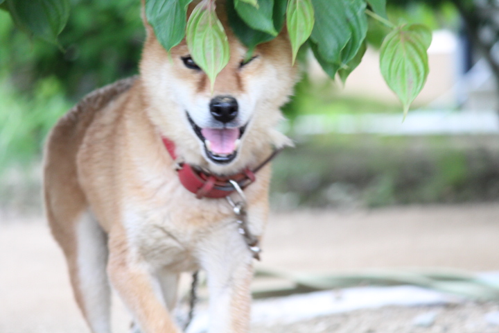 花のようなケーキ Hananoyounacake Twitter