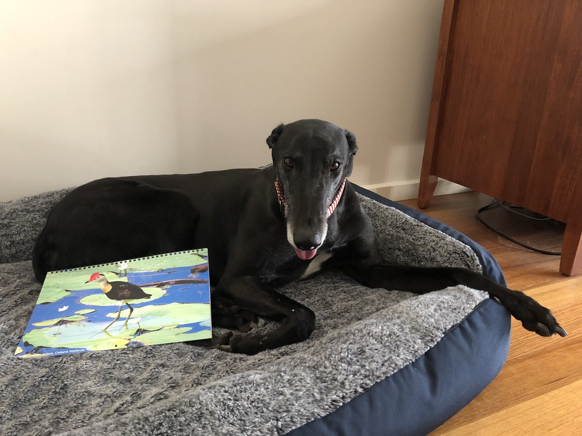 The beautiful bird calendars arrived, thanks <a href="/wtb_Michael/">Bird Michael From Twitt℮r</a>. Max approves.